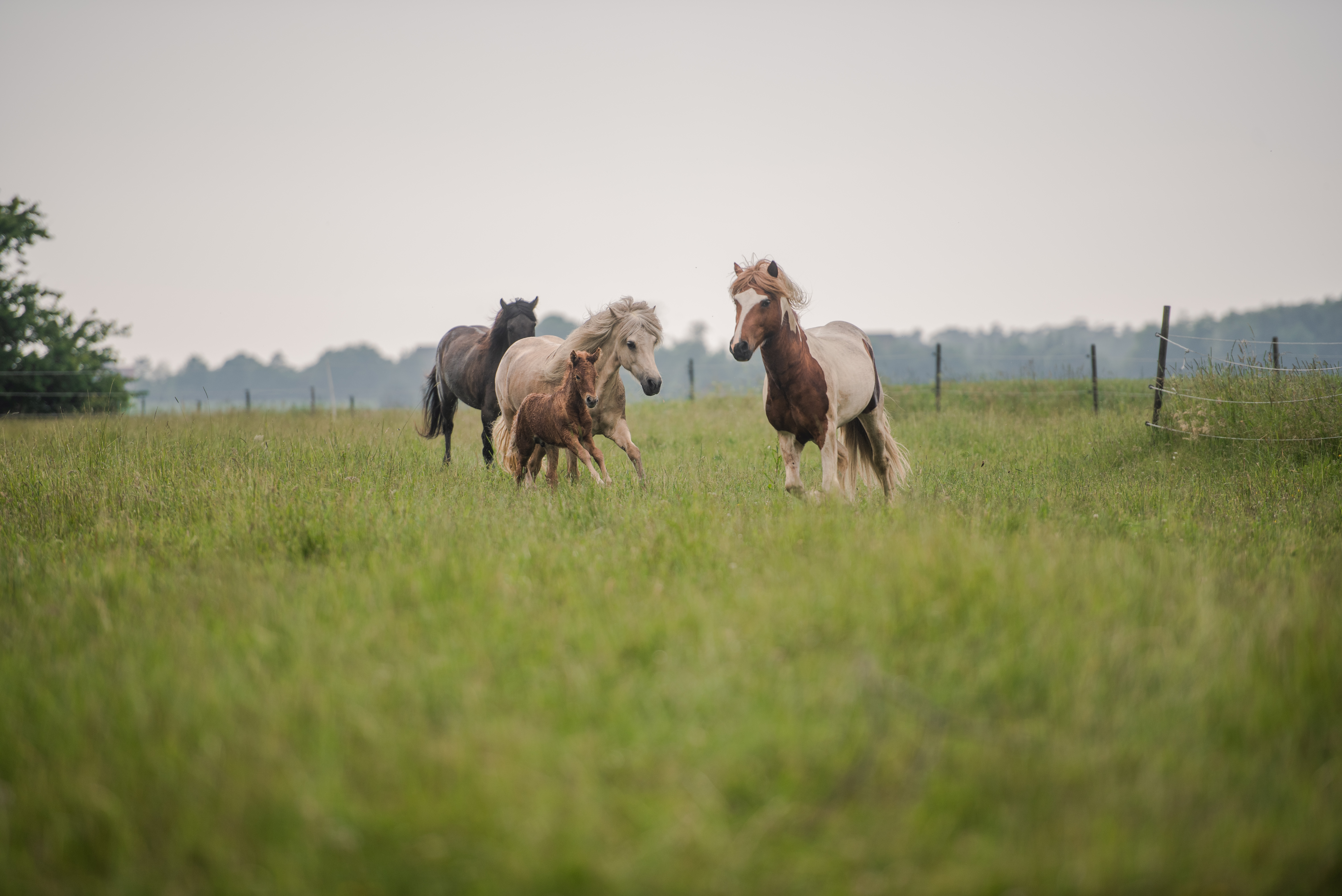 Glada hästar springer i en gräshage.